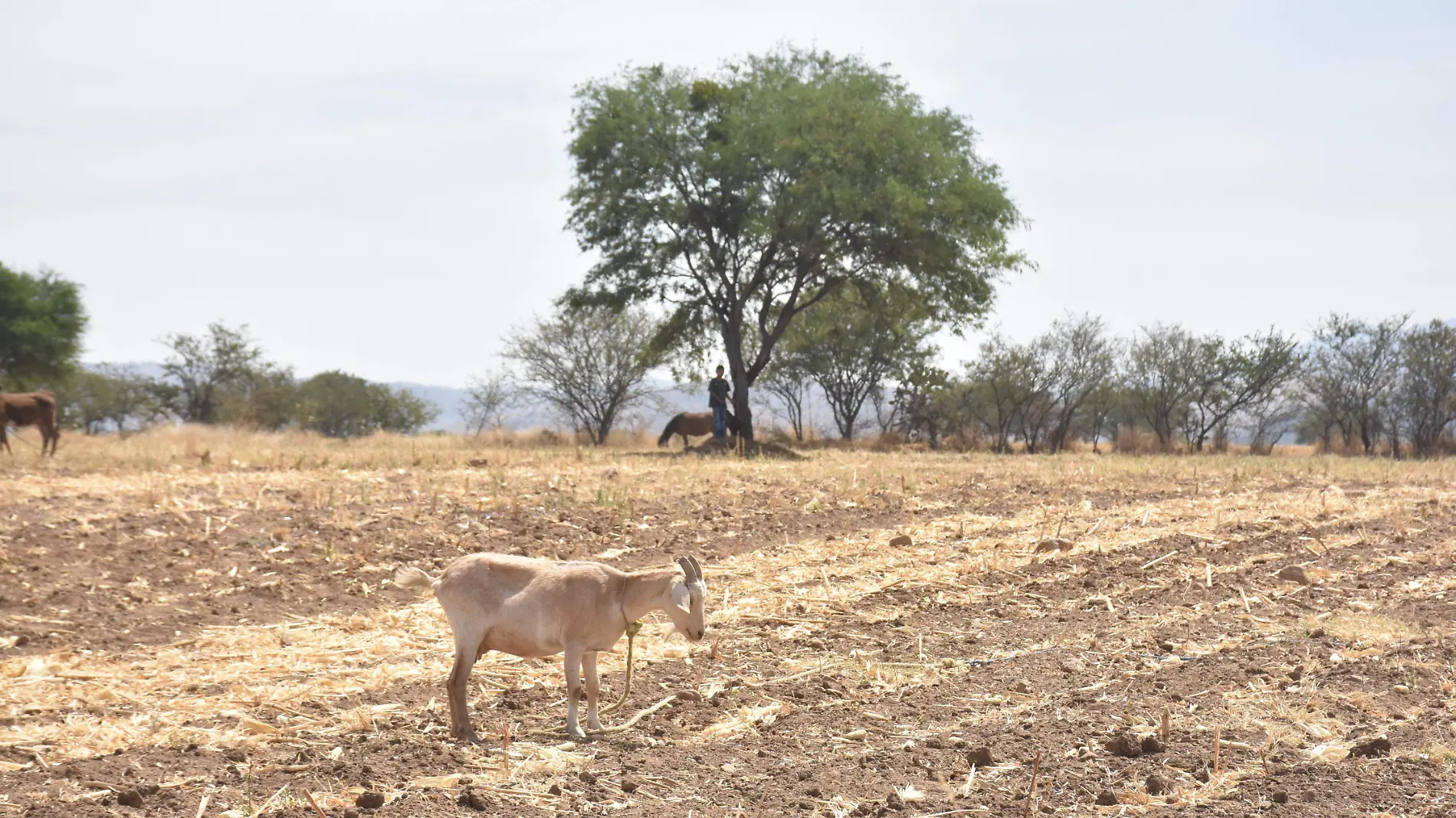 campo-guanajuato (1)